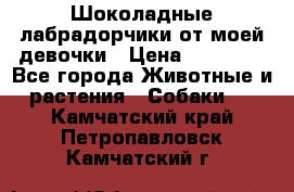 Шоколадные лабрадорчики от моей девочки › Цена ­ 25 000 - Все города Животные и растения » Собаки   . Камчатский край,Петропавловск-Камчатский г.